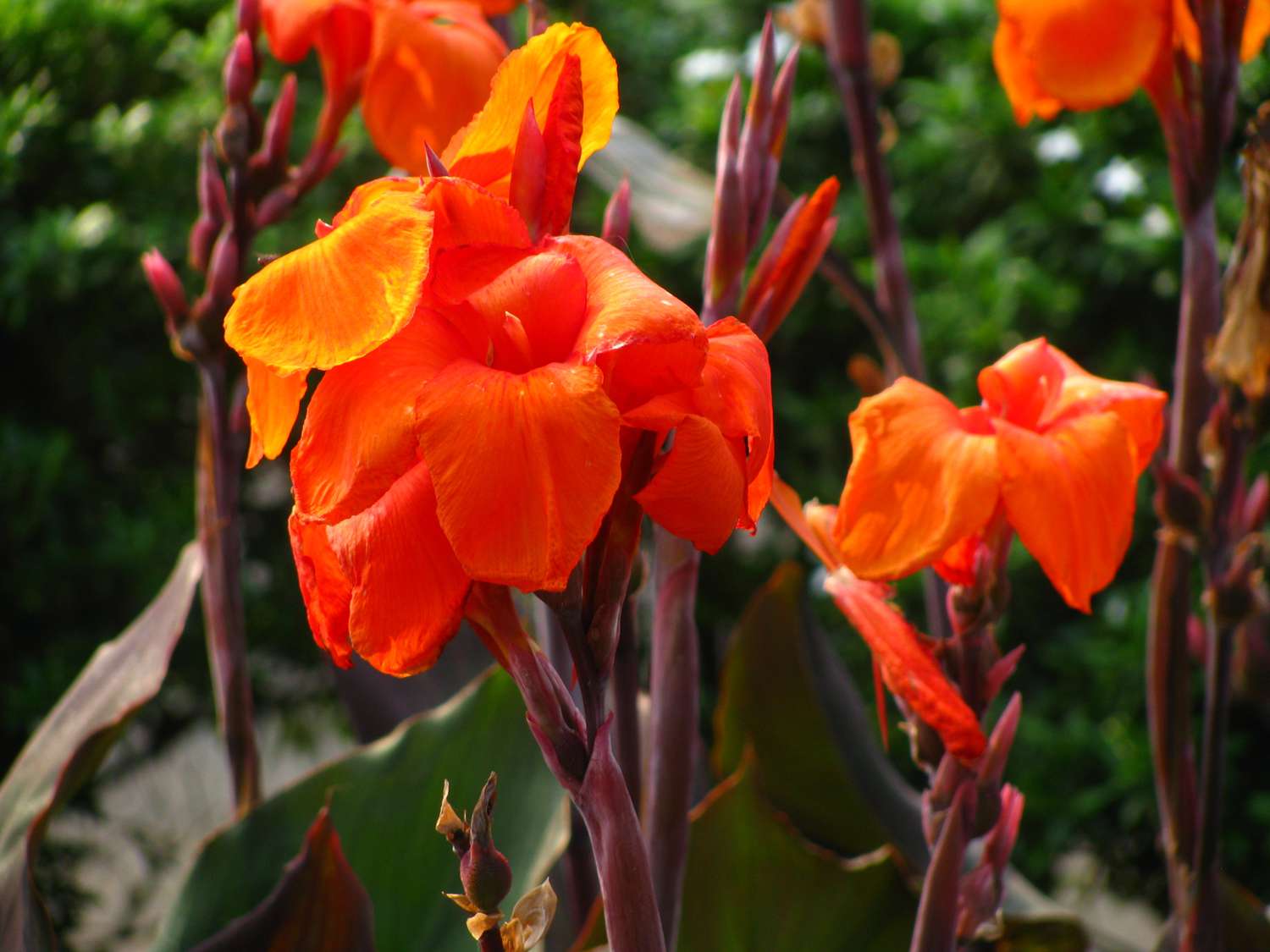 Canna Lilies Blooming In Park