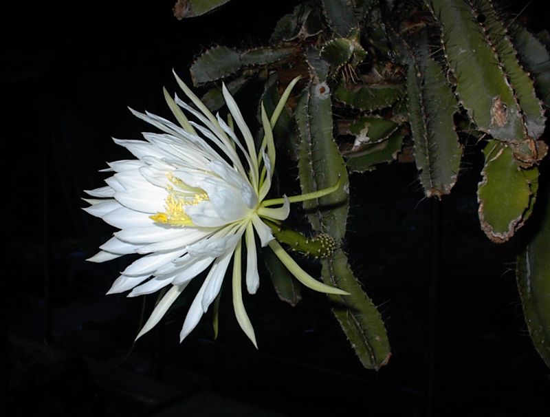 Beispiel für die Blüte des Hundeschwanzkaktus