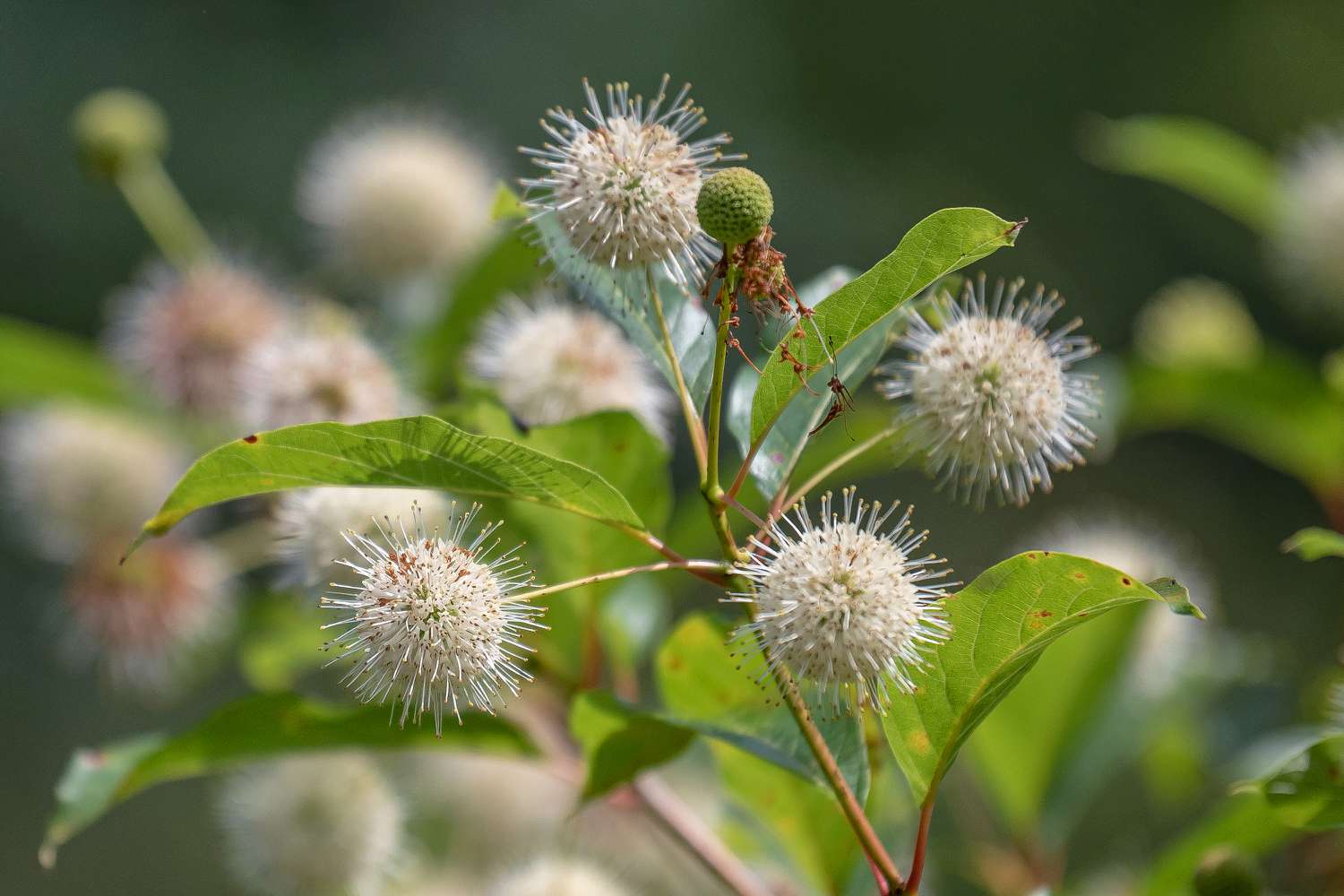 Cómo cultivar y cuidar el arbusto Buttonbush | BestHome365