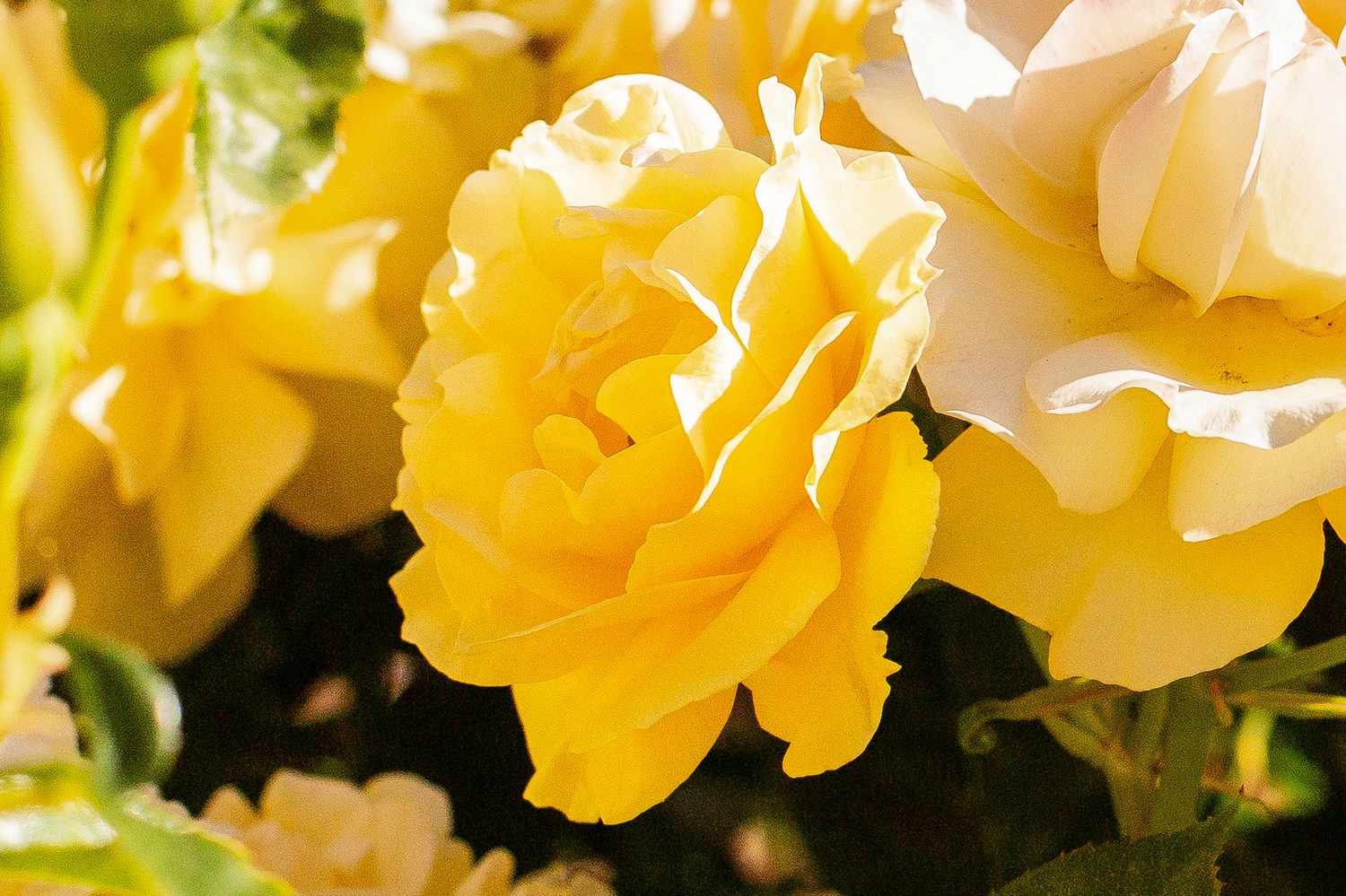 Julia Child-Rose mit gelben und dicht gekräuselten Blütenblättern in Nahaufnahme