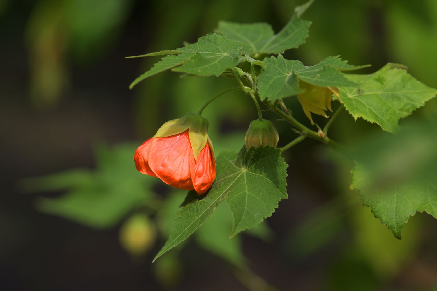 Blühender Ahorn mit kleinen orange-roten glockenförmigen, herabhängenden Blüten