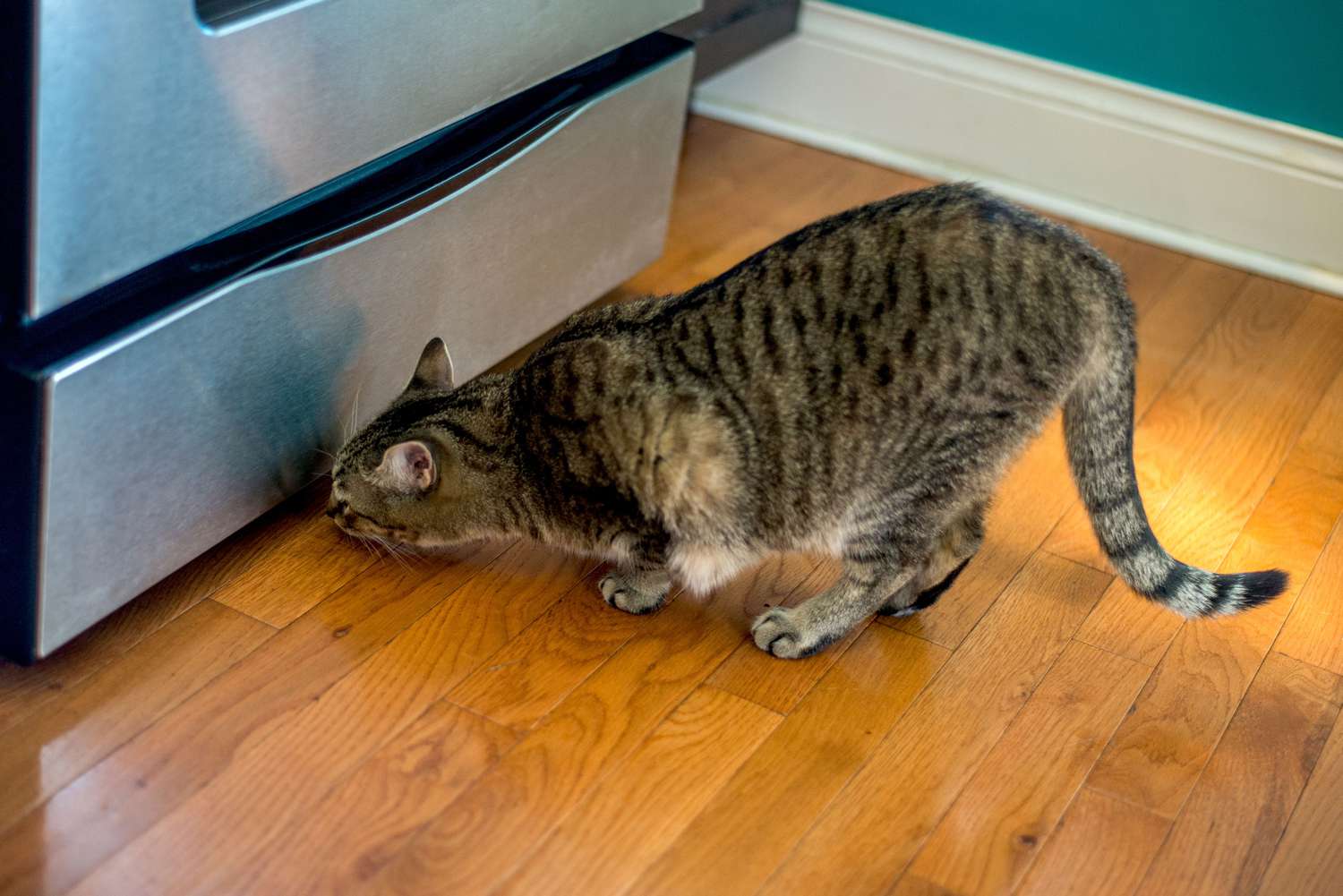 Braun und schwarz gefleckte Katze sucht unter dem Kühlschrank nach Mäusen