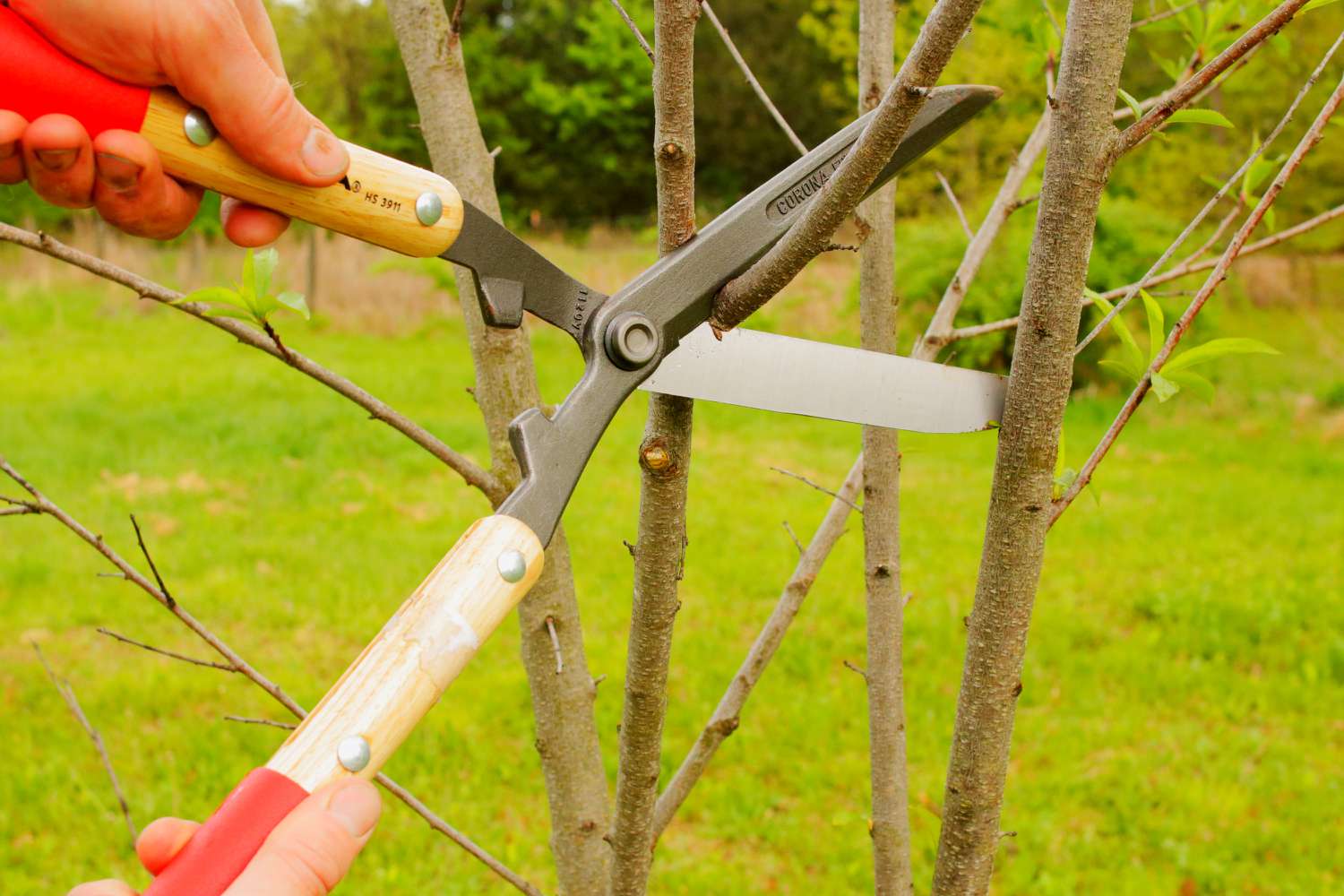 Pfirsichbaumzweig mit Bypass-Schere geschnitten, um neues Wachstum zu fördern