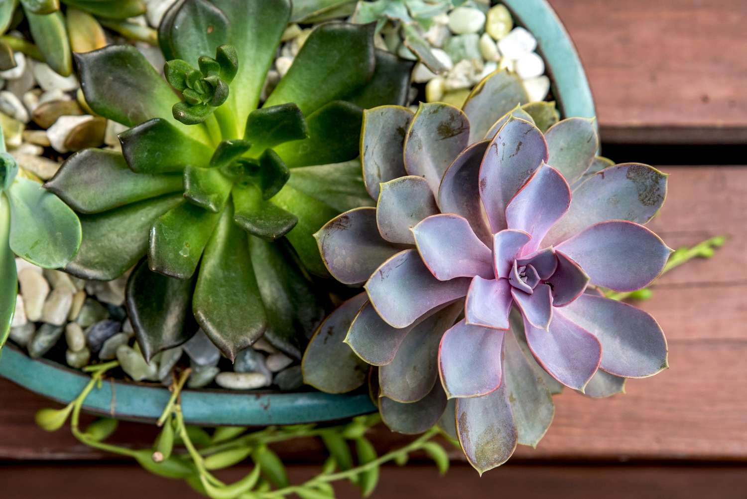 Cómo cultivar Echeveria (Consejos para suculentas)