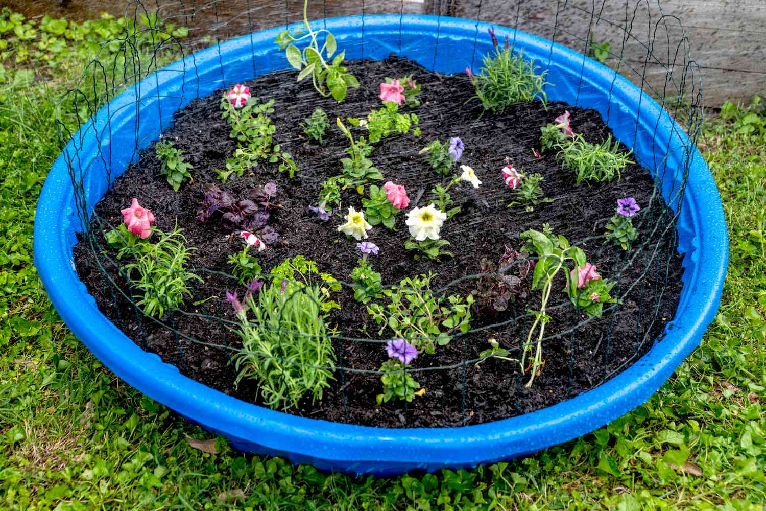 Piscina infantil con flores plantadas y plantas de hortalizas siendo regadas