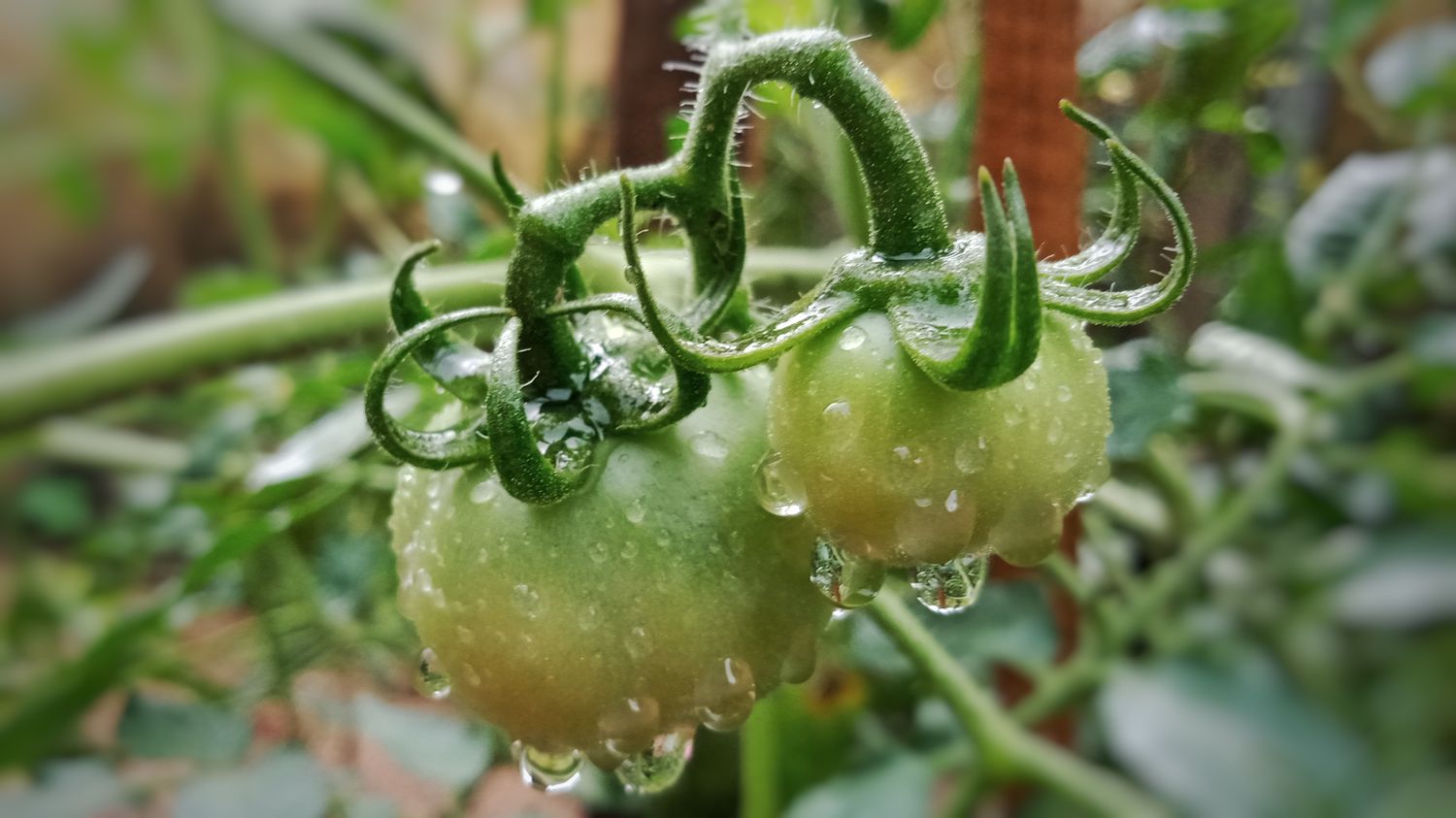 Back to Eden gardening relies on precipitation alone