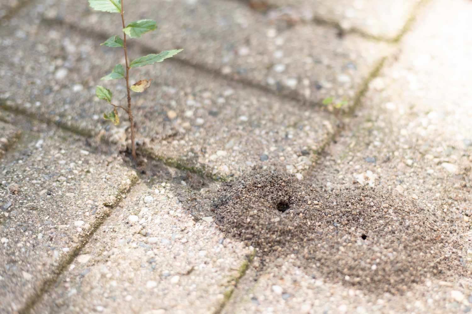 Ameisennest in einem Loch zwischen Zementblockrissen