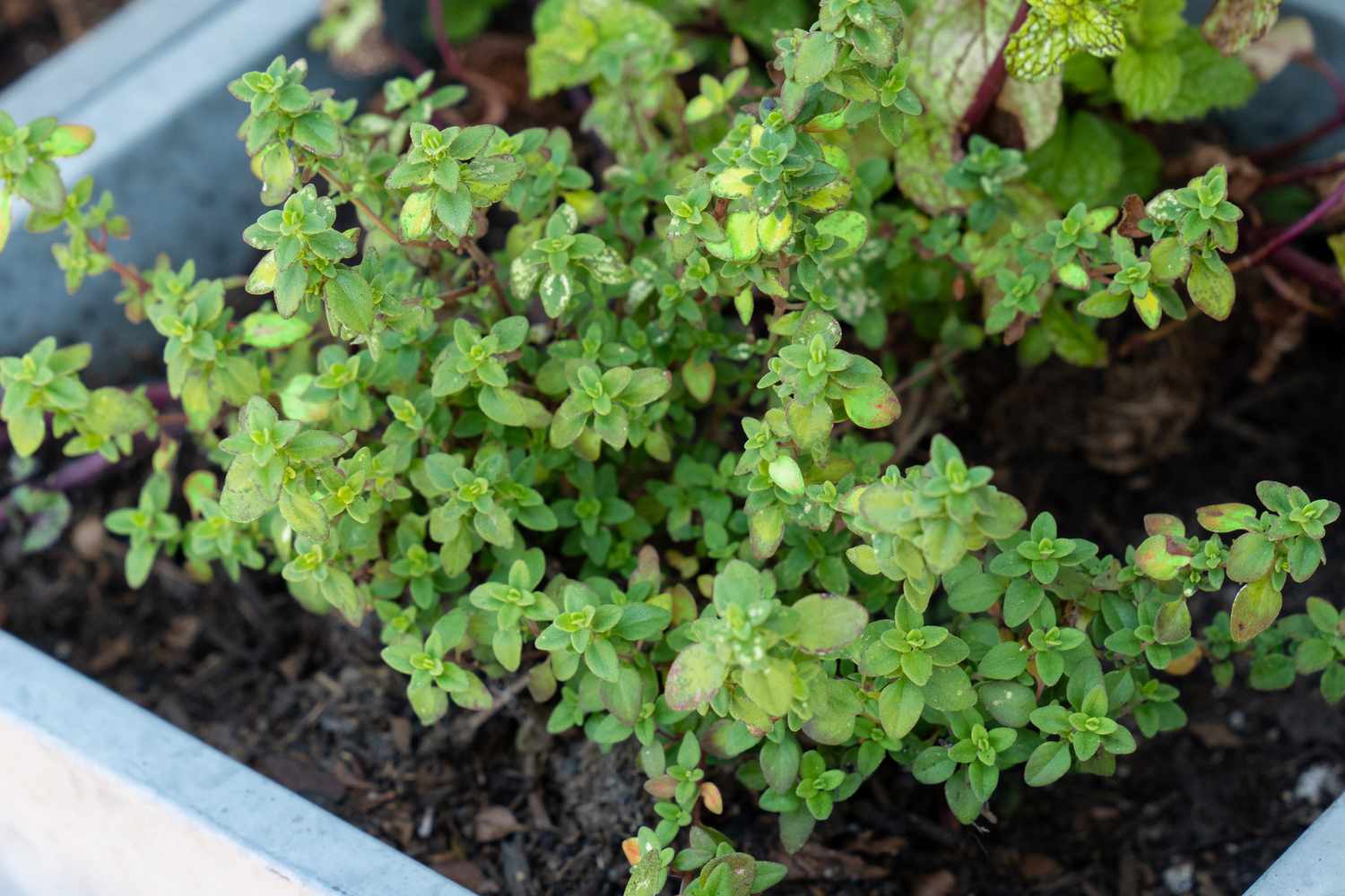 Tomilho-limão (Thymus citroidorus): Guia de cuidados e cultivo