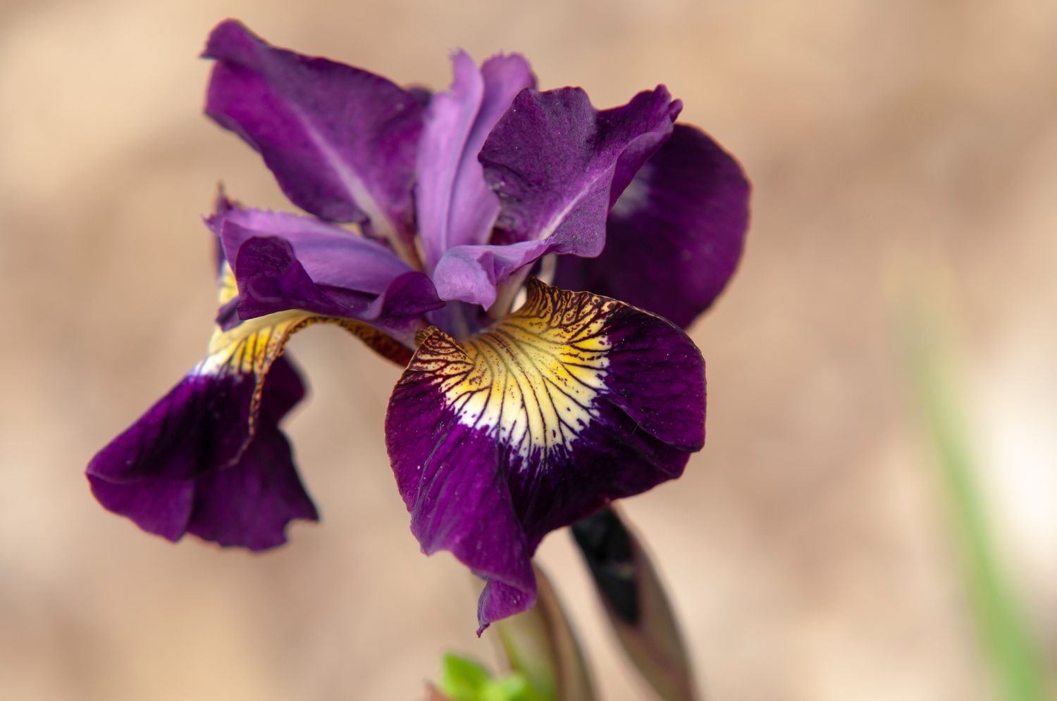 Iris siberiano planta del rubí del sultán con flores violetas y amarillas