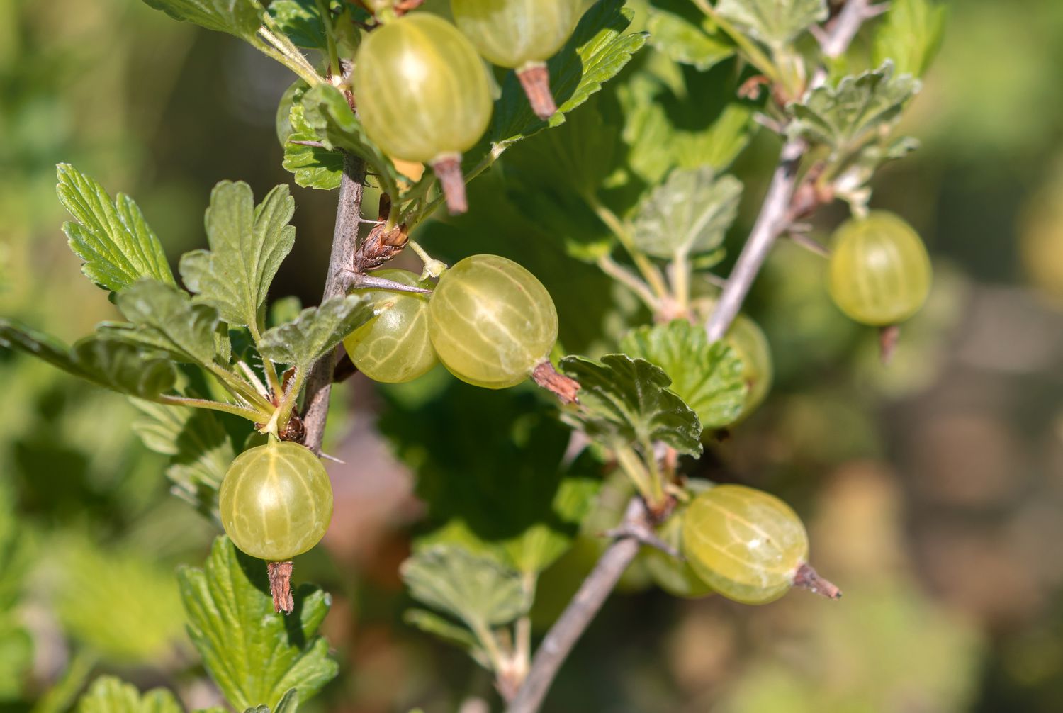 Stachelbeerstrauchzweig mit hellgrünen Beeren im Sonnenlicht