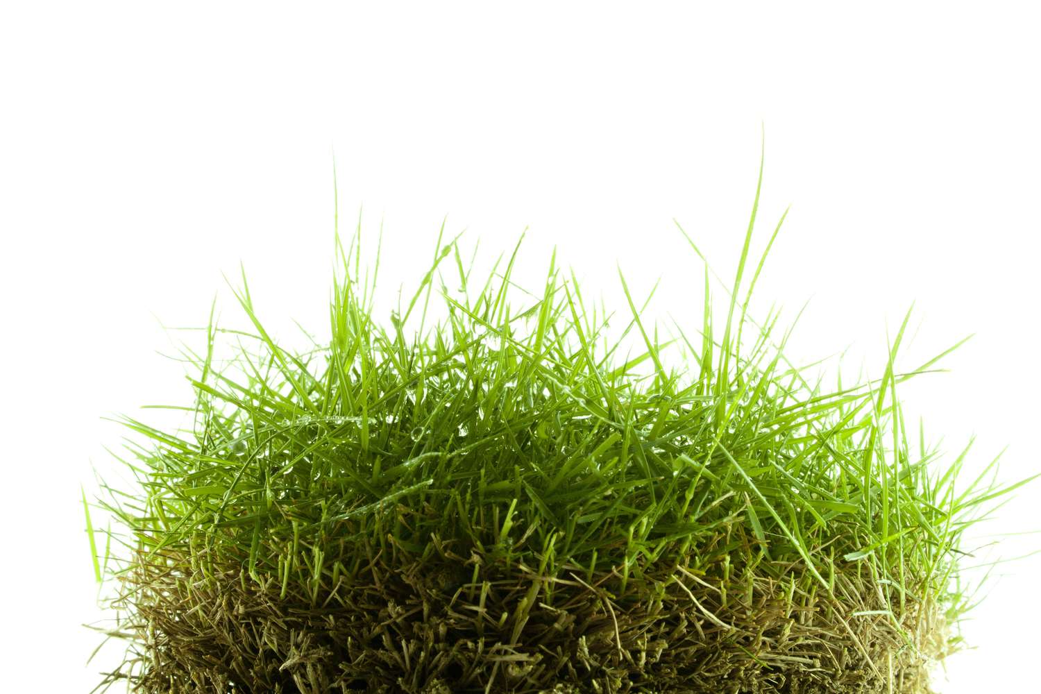 Closeup de uma touceira de grama zoysia.