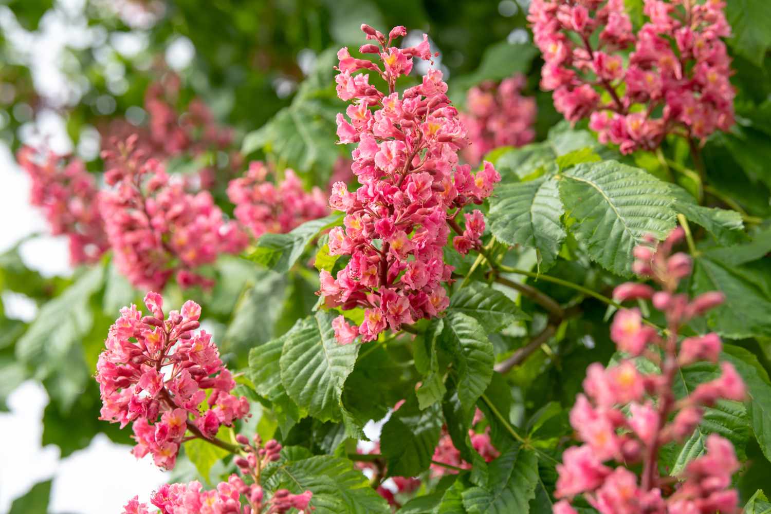 Roter Kastanienstrauch mit rosa Blütenrispen, umgeben von Blättern