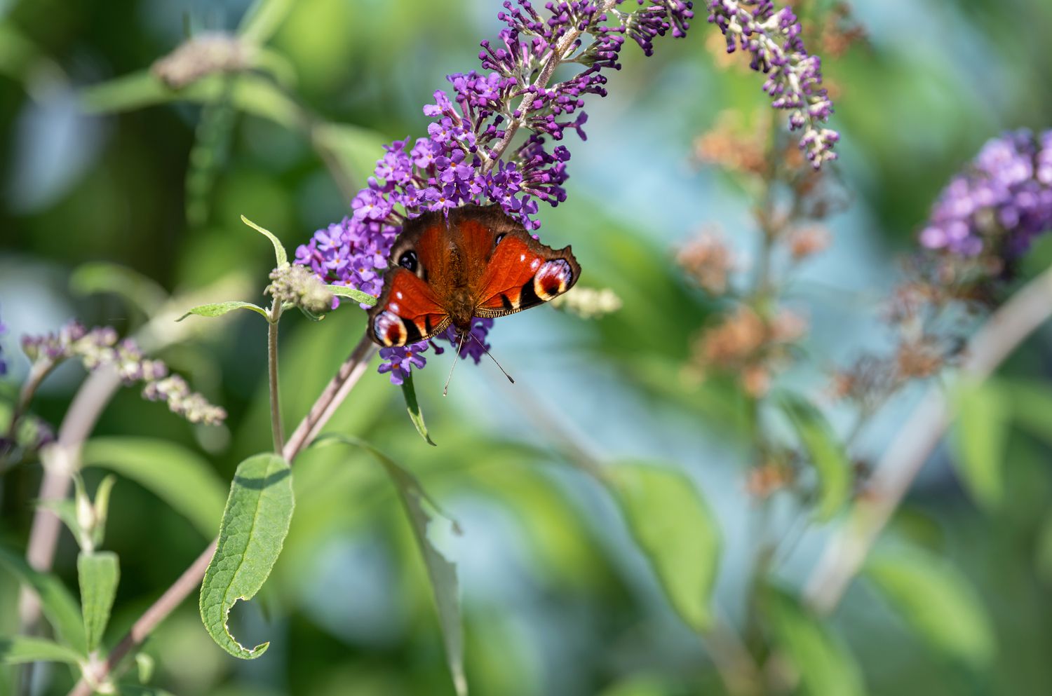 Schmetterlingsstrauch mit orangefarbenem Schmetterling an der Spitze einer lila Blütenähre 