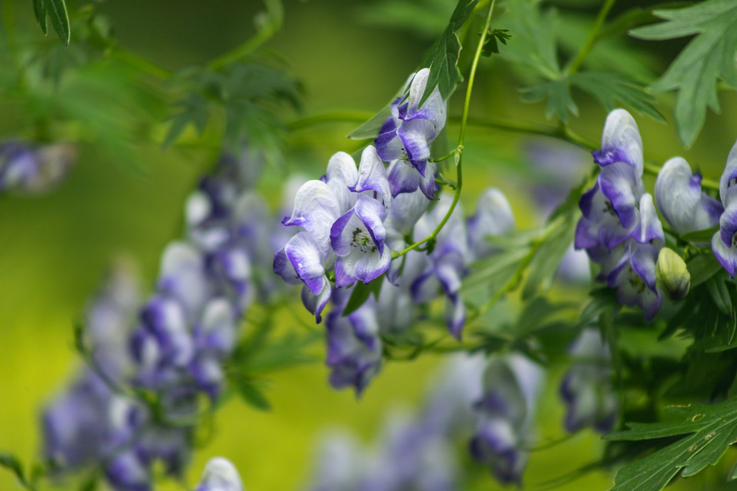 Monk's hood flowers