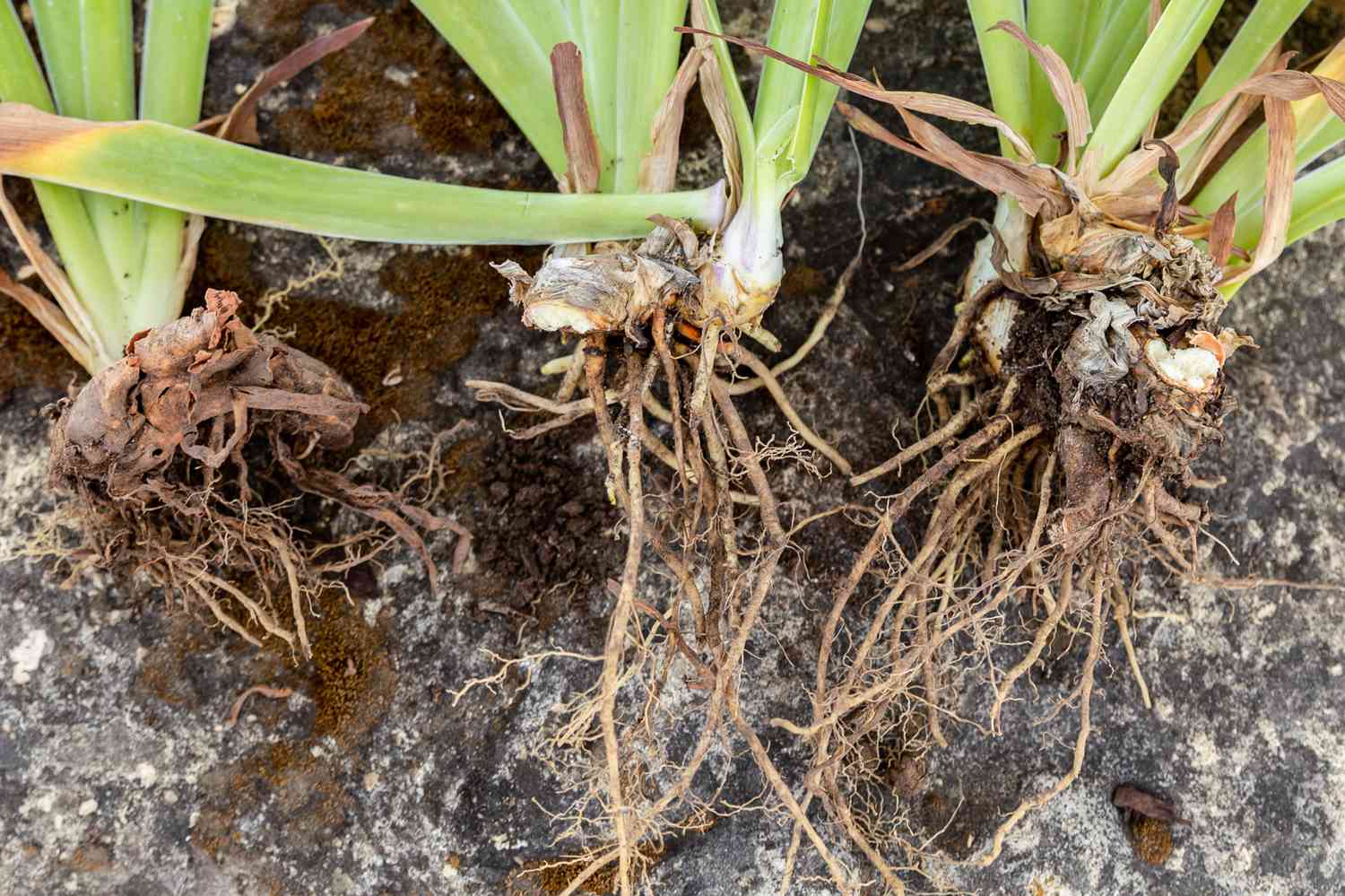 Irispflanzen mit Rhizom auf Gartenbeet