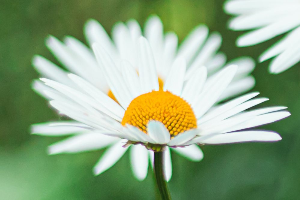 Becky Shasta Daisy Blüte mit dünnen weißen Blütenblättern um gelben Pollen in der Mitte, Nahaufnahme