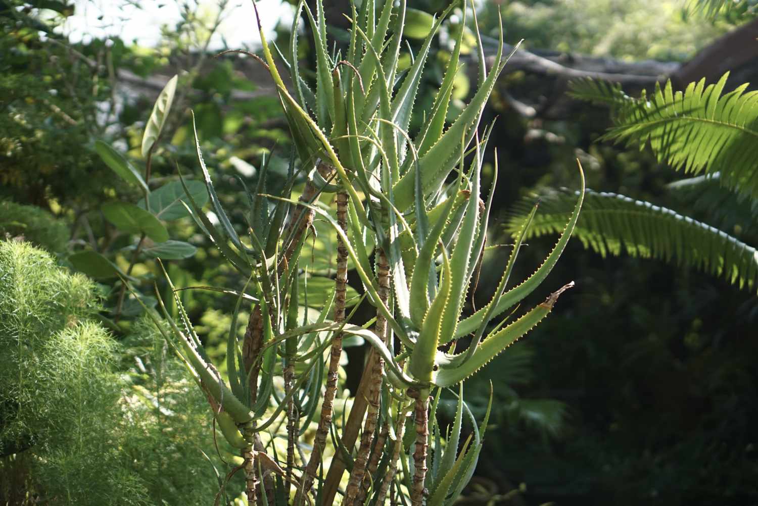 Aloe-Kletterpflanze mit langen Stachelblättern an hohen, dünnen Stielen