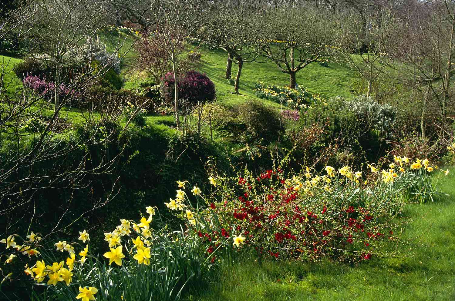 spring garden early spring grassy bank, chaenomeles speciosa, narcissus, view to erica bed & orchard trees, march, docton mill, devon