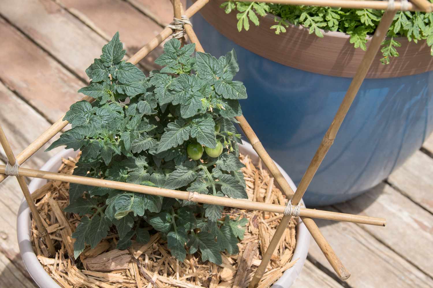 Tomatenpflanze umgeben von einem dreieckigen Spalier, an dem kleine grüne Tomaten hängen