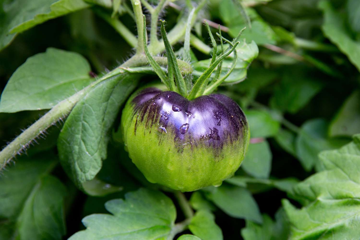Cómo madurar tomates verdes