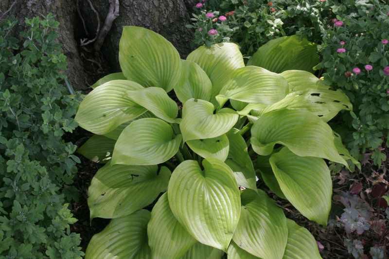 'Sum and Substance' hosta with green leaves