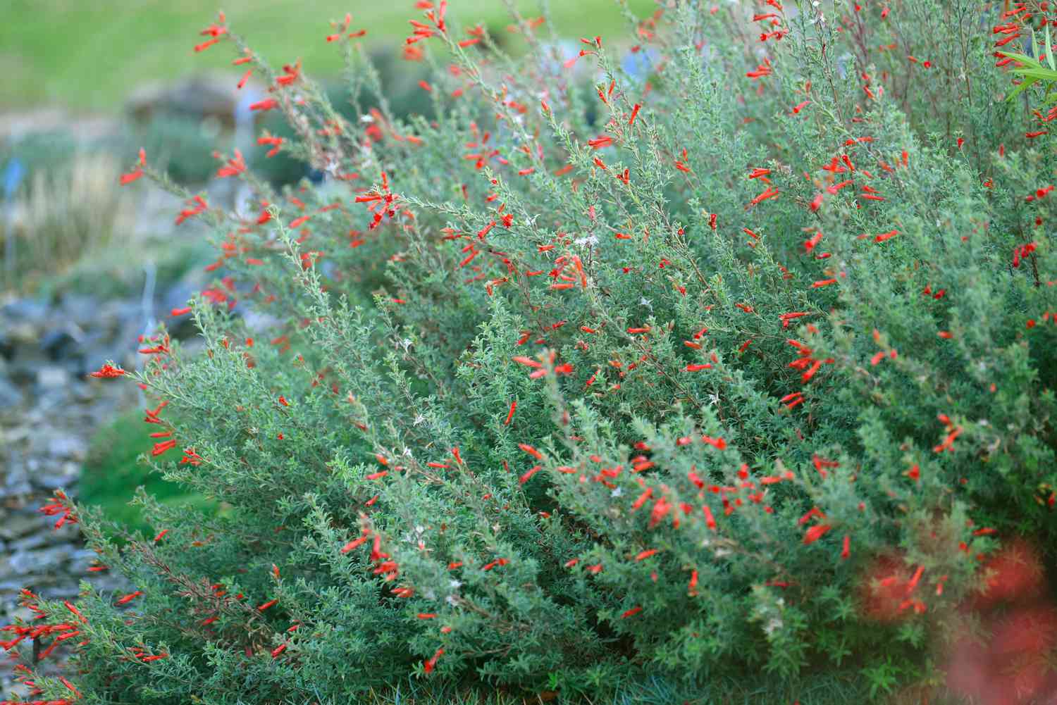 15 plantas para jardins do sudoeste dos EUA