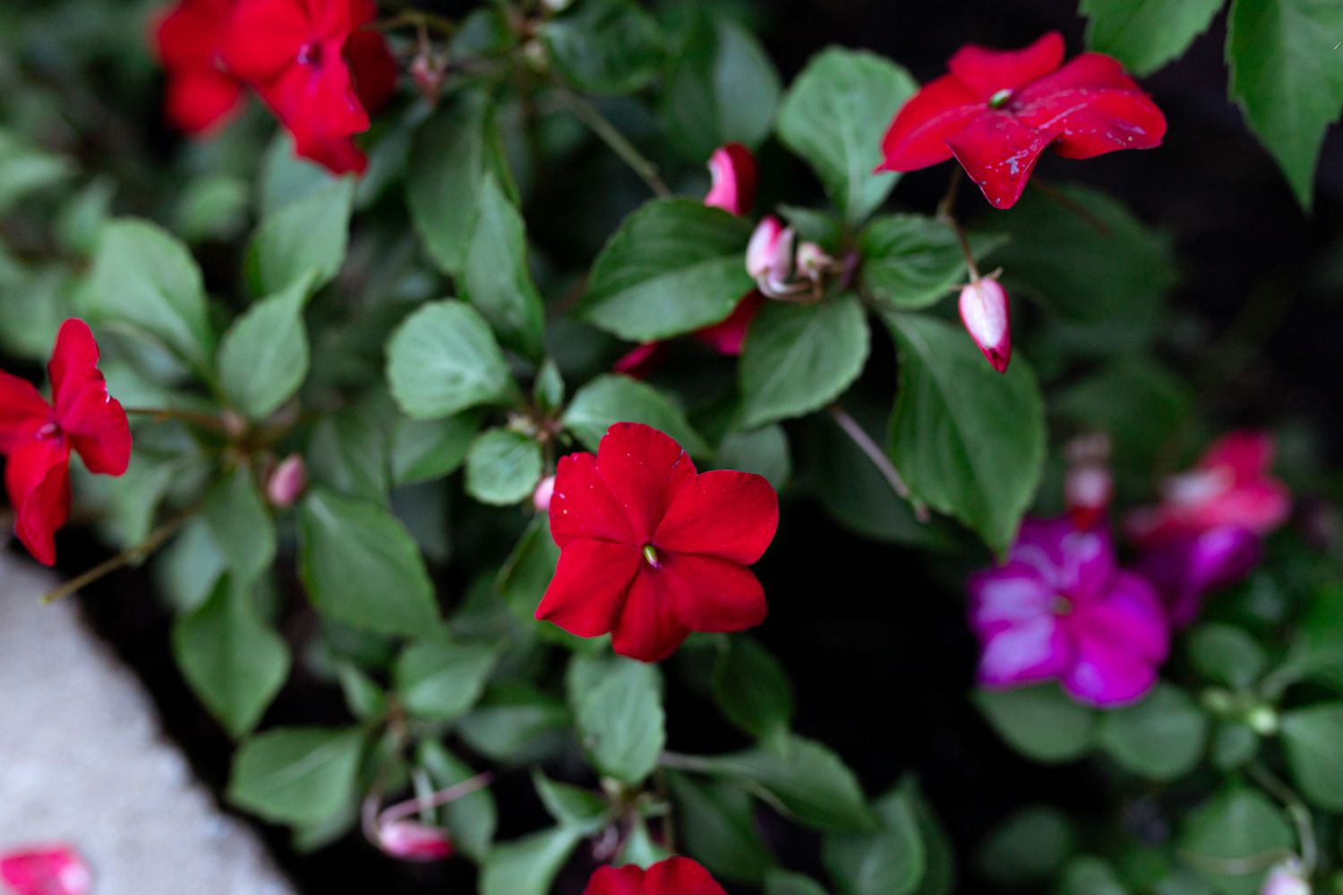 closeup of impatiens