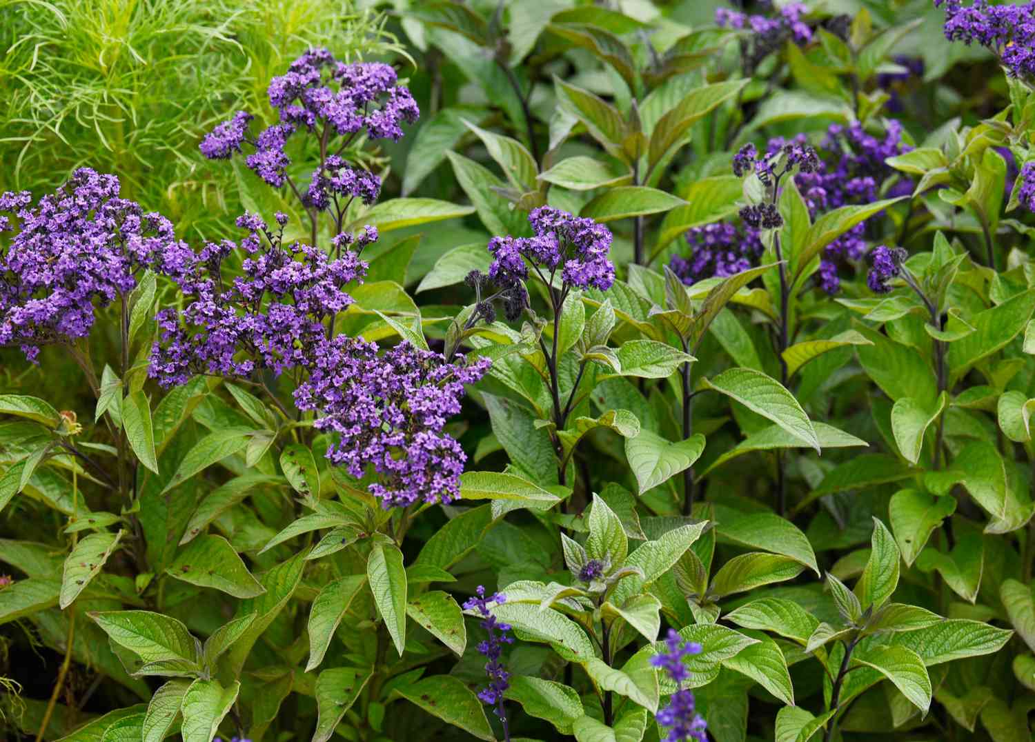 Heliotrope plant with small purple flower clusters surrounded with leaves