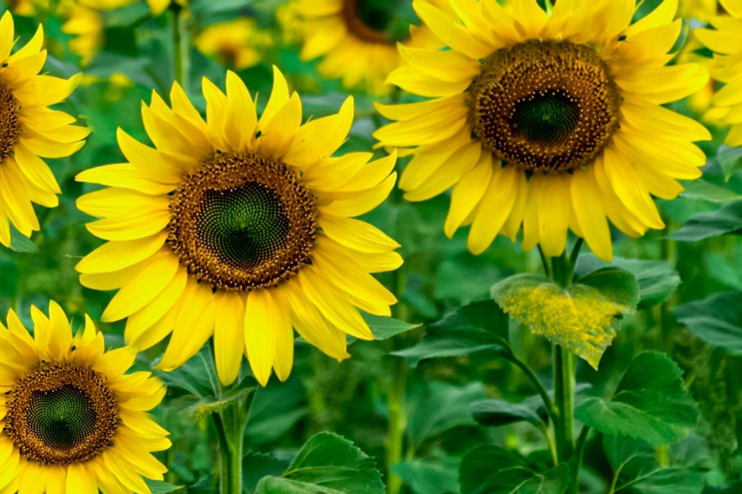 Sonnenblume für einen Leo