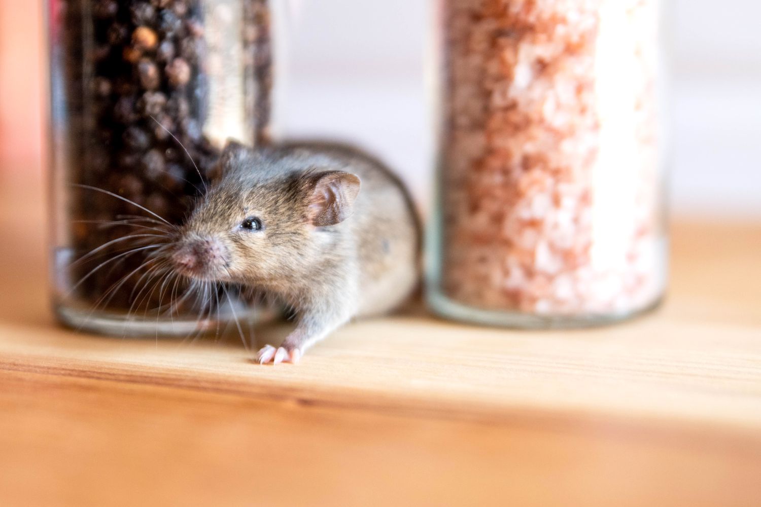 Ratón marrón cerca de contenedores de clase con comida primer plano