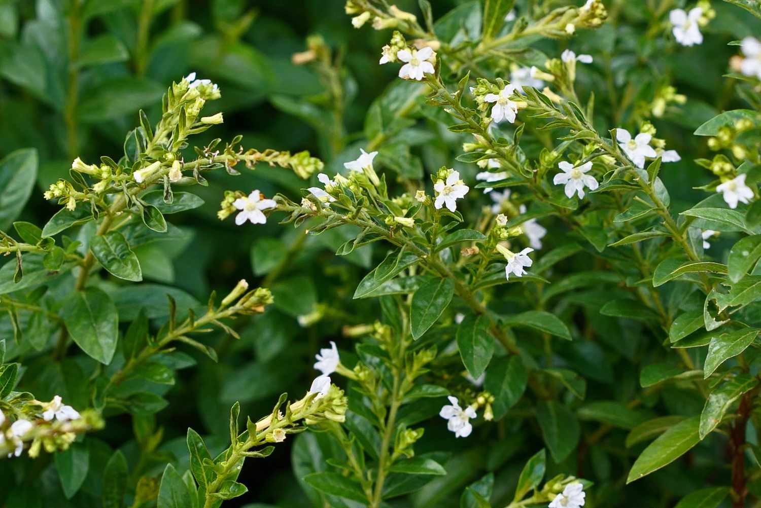 Mexikanische Heidekrautpflanze mit winzigen weißen Blüten an dichten Stängeln