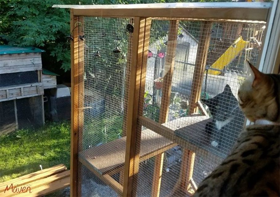 Dos gatos en un recinto para gatos, con vistas a un patio