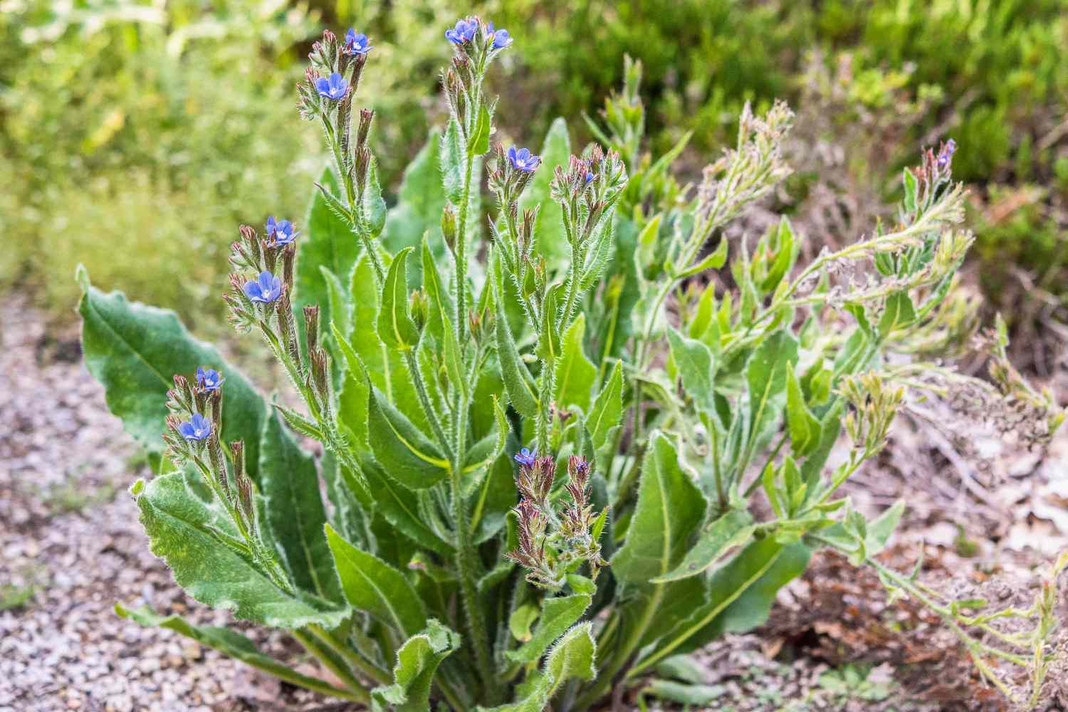 Planta bugloss italiana de hojas largas y tallos altos con flores azules