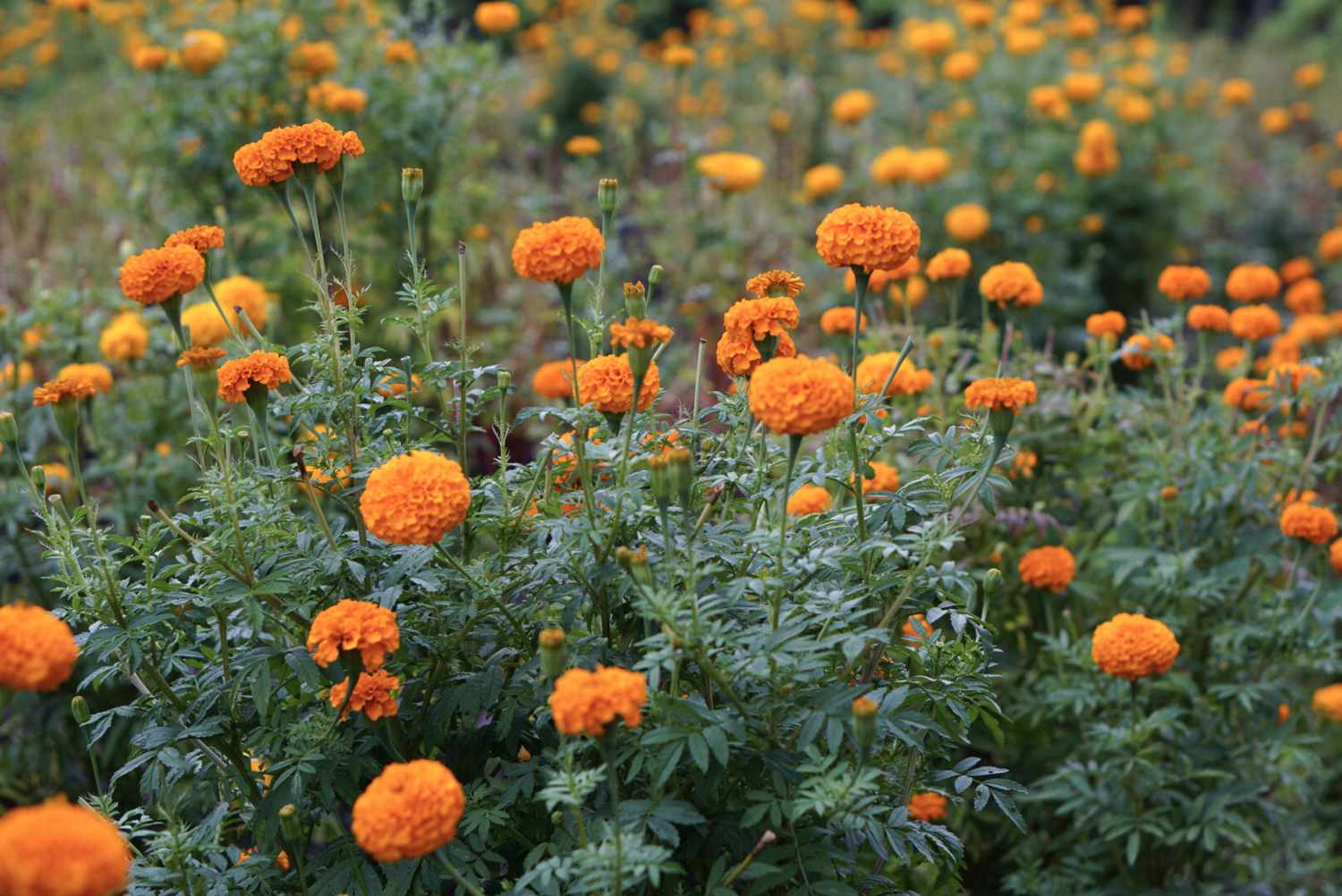Campo de caléndulas mexicanas con flores naranjas