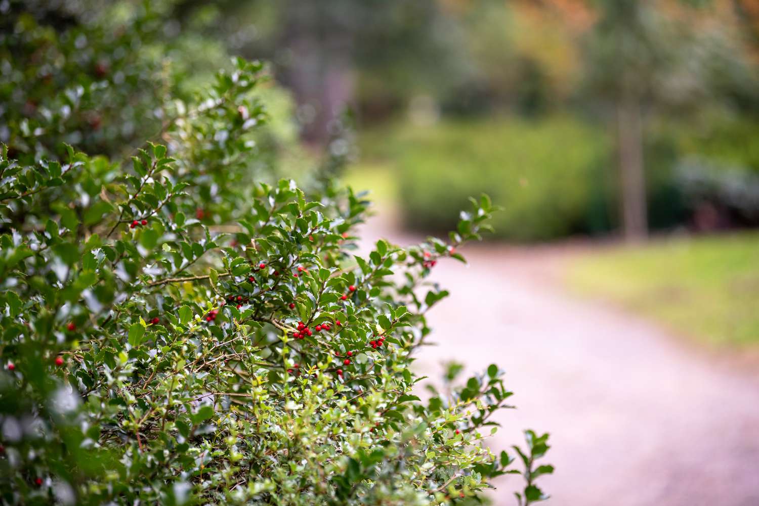 Blue princess holly shrubub branches extending toward sidewalk with glossy leaves