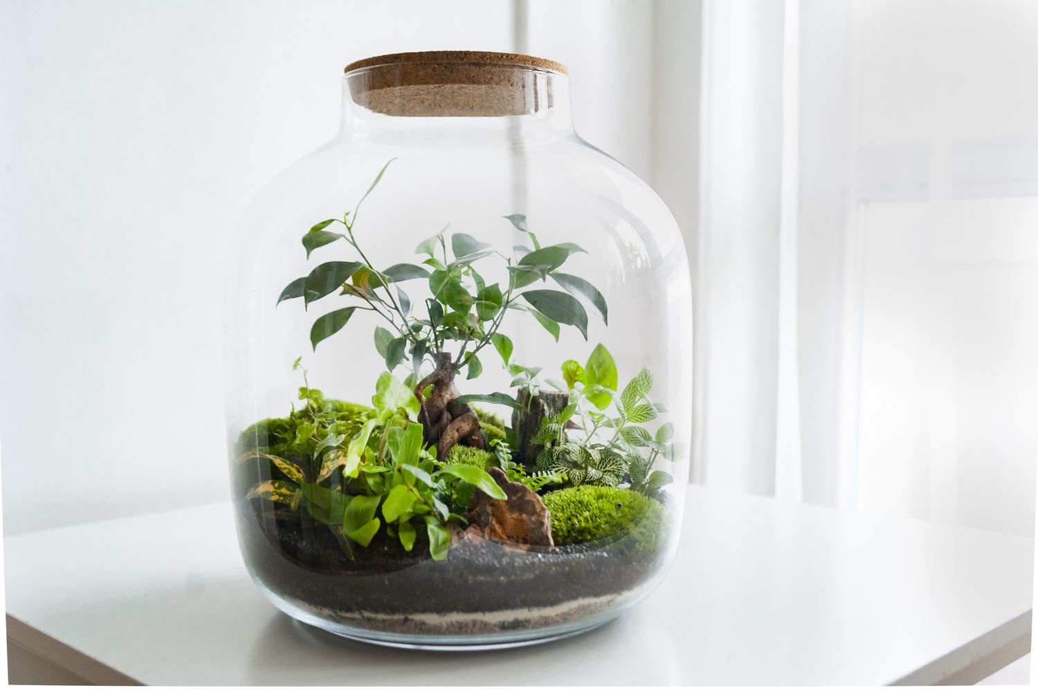 Schönes Gefäß mit lebendem Wald mit eigenem Ökosystem, Terrarium, Wald im Glas