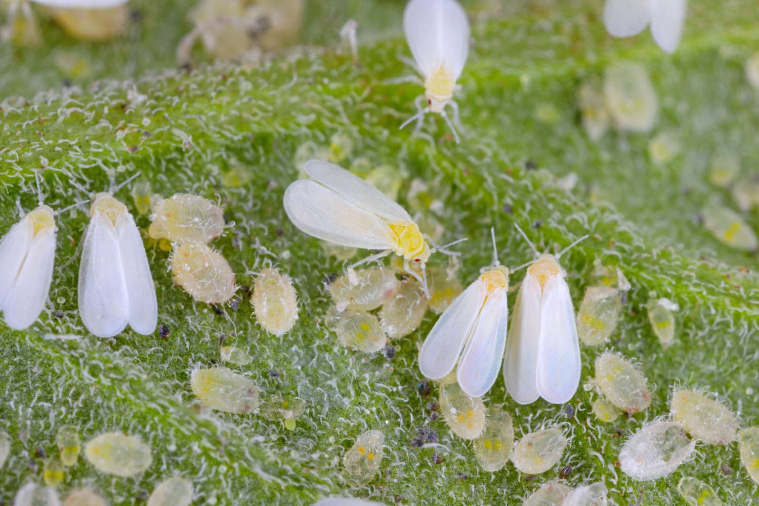 Whitefly larvae