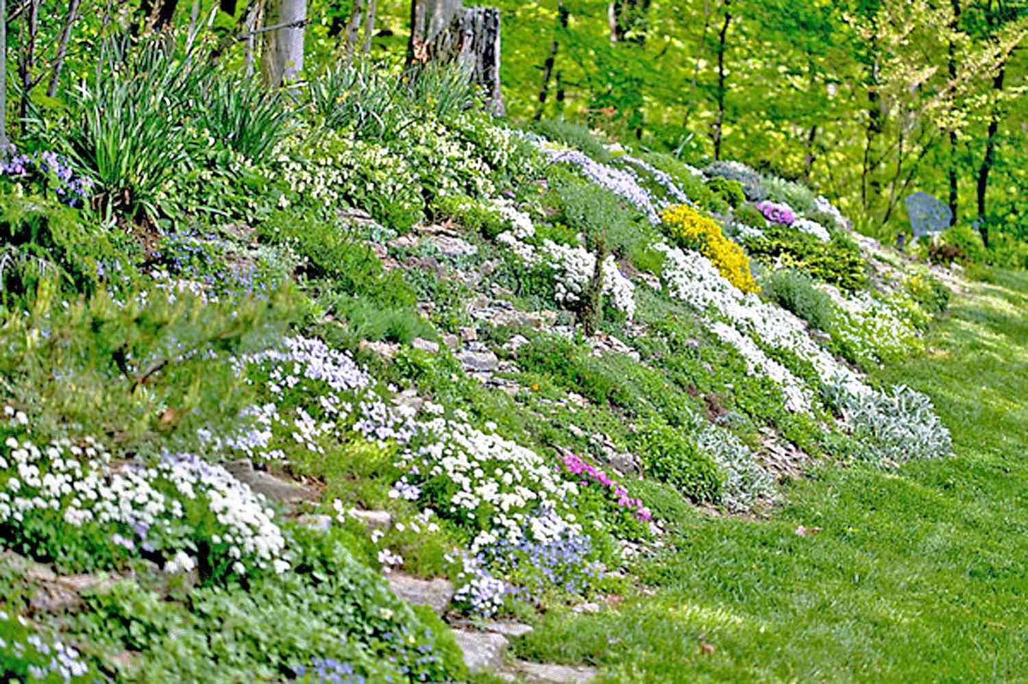 Las plantas tapizantes naturalizadoras llenan de color una ladera