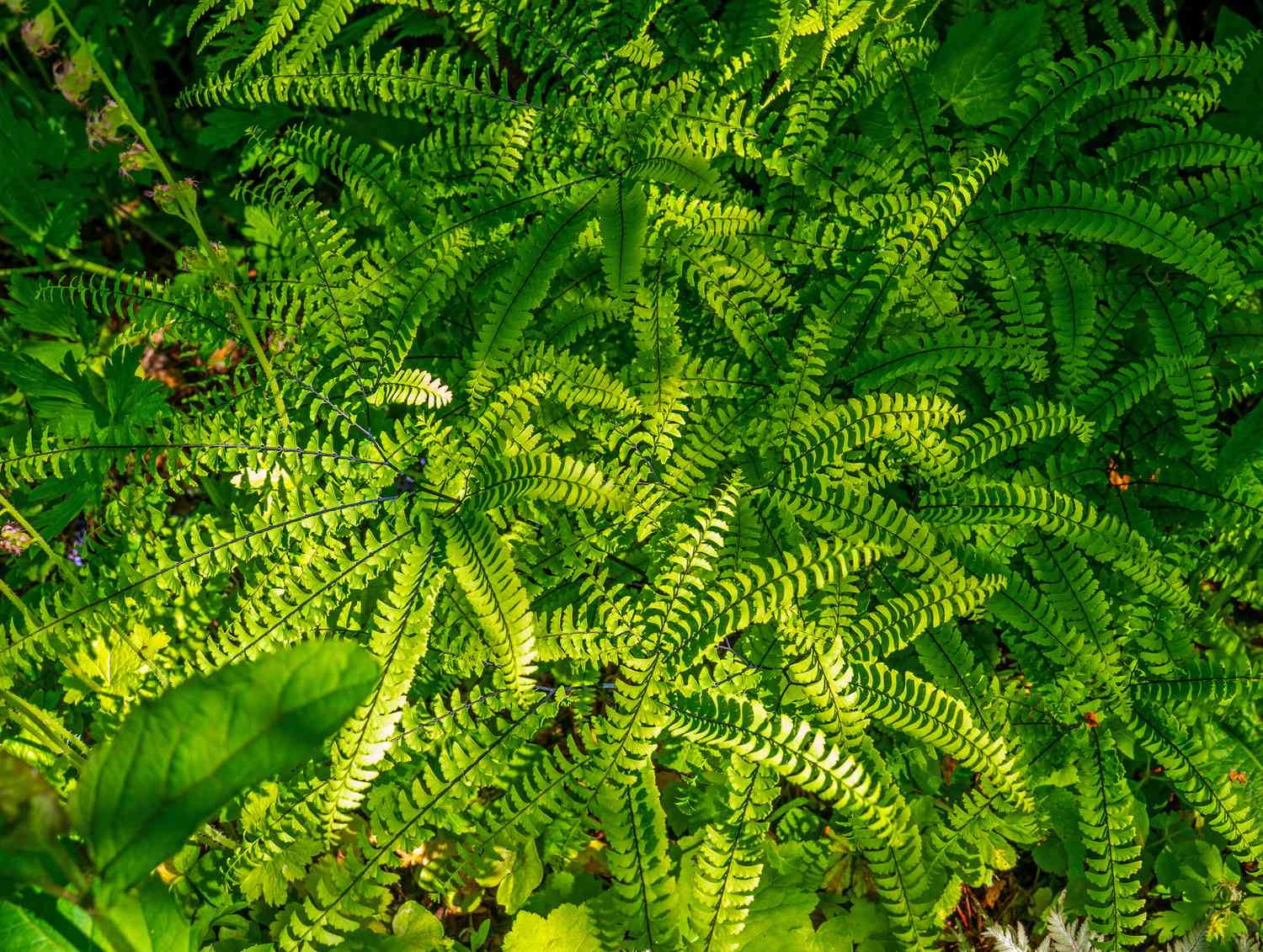 Japanese holly fern fronds from above
