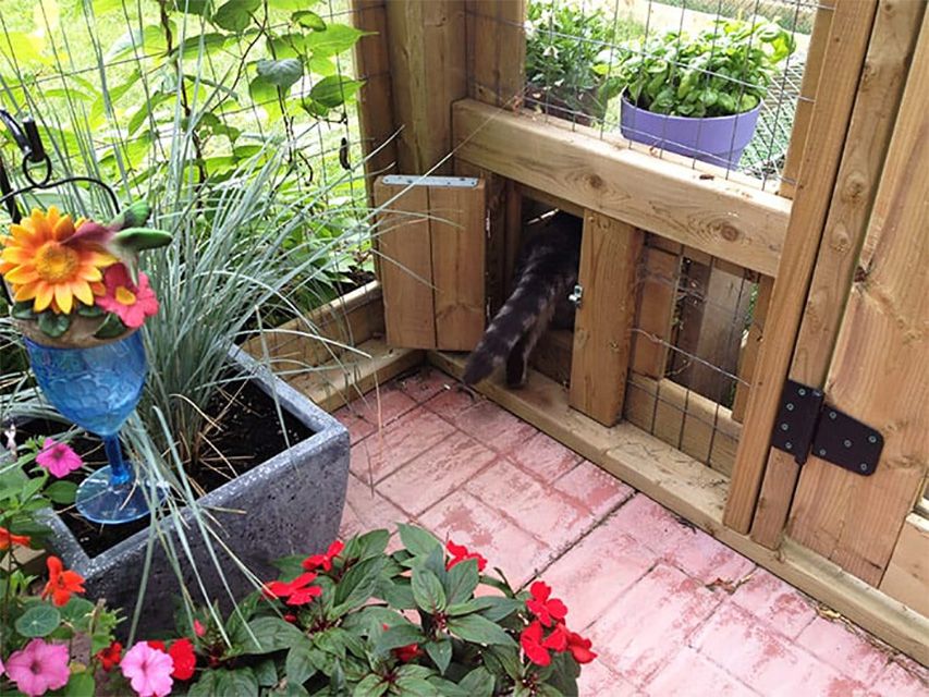 Eine Katze, die durch eine kleine Tür in einem Catio geht