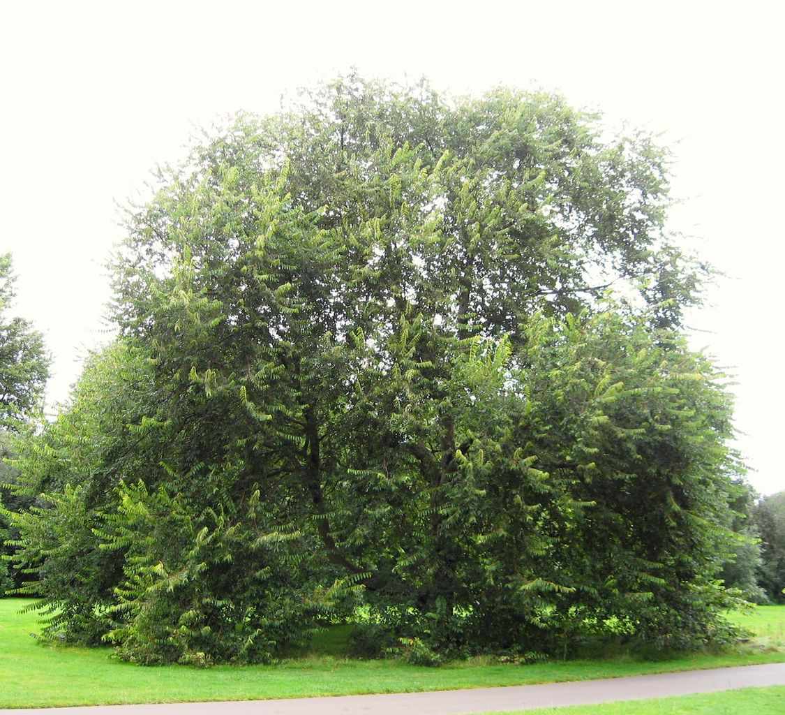 Kirschbaum-Ulme mit grünem Laub