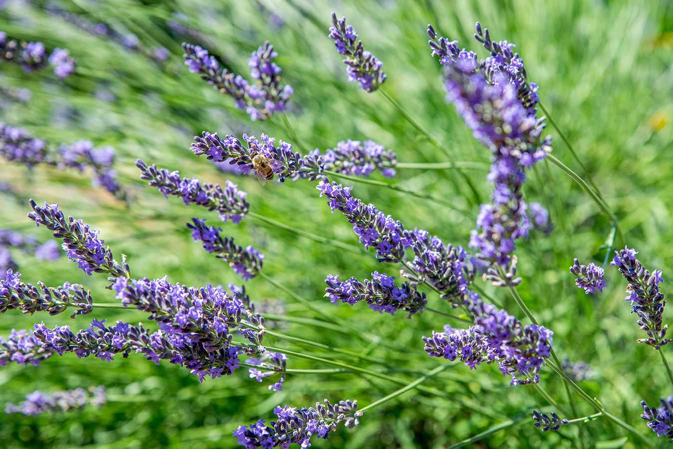 Plante de lavande avec petites fleurs violettes au bout de fines tiges