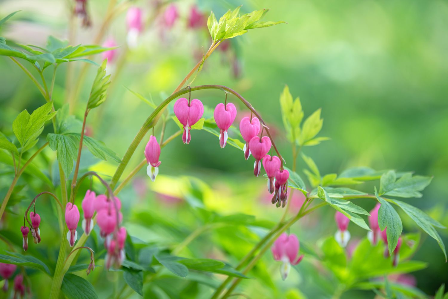 Rosa blutende Herzen, die an langen Stielen hängen