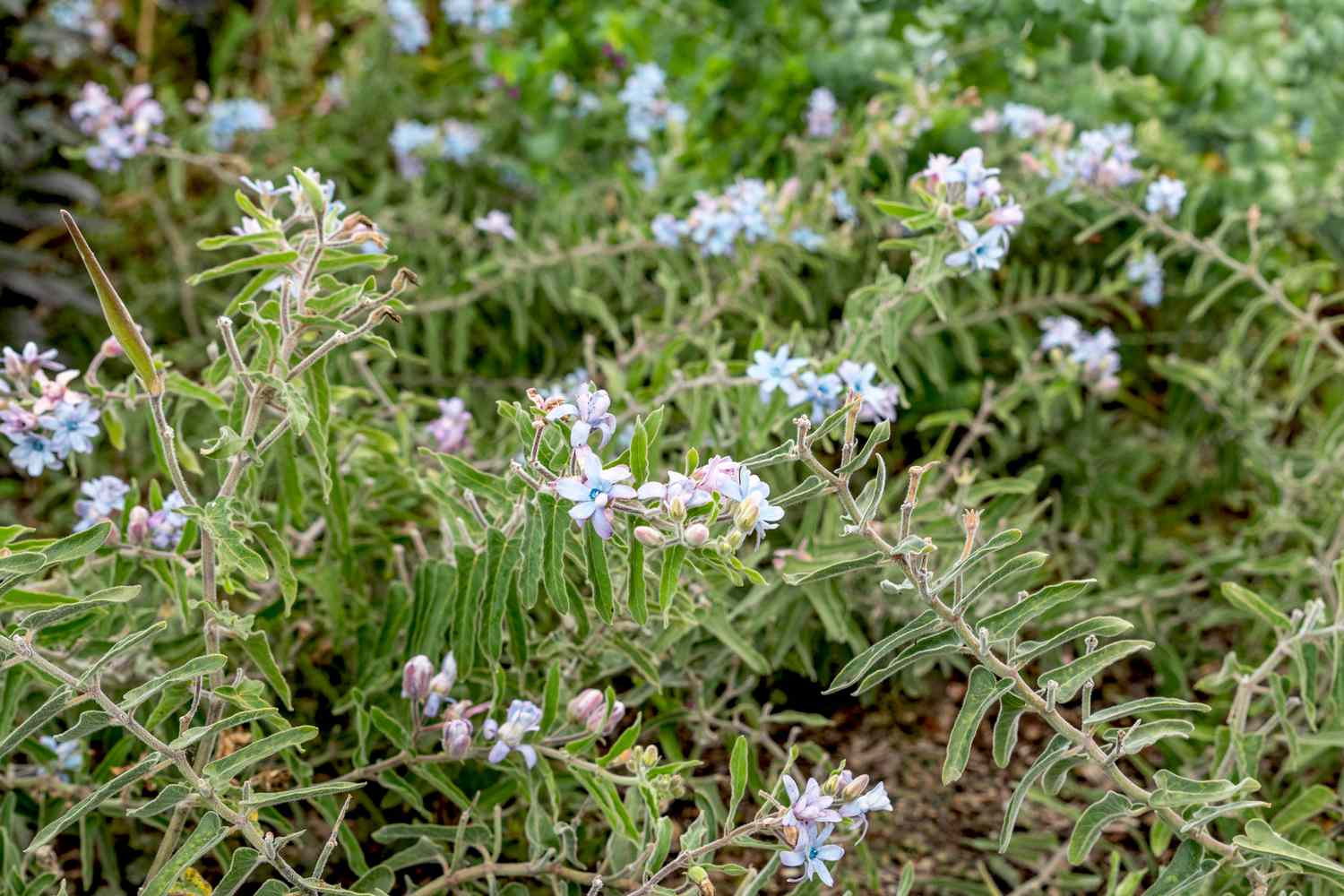 Enredaderas de Tweedia que cubren el suelo con pequeñas flores azul claro