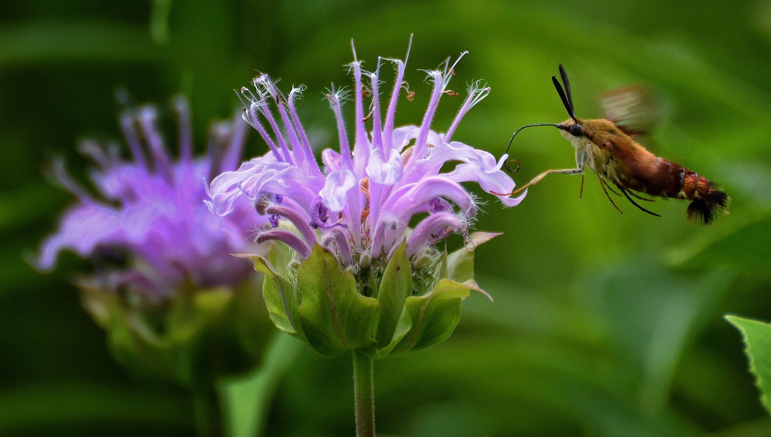 Kolibri-Falter an einer lila Blüte