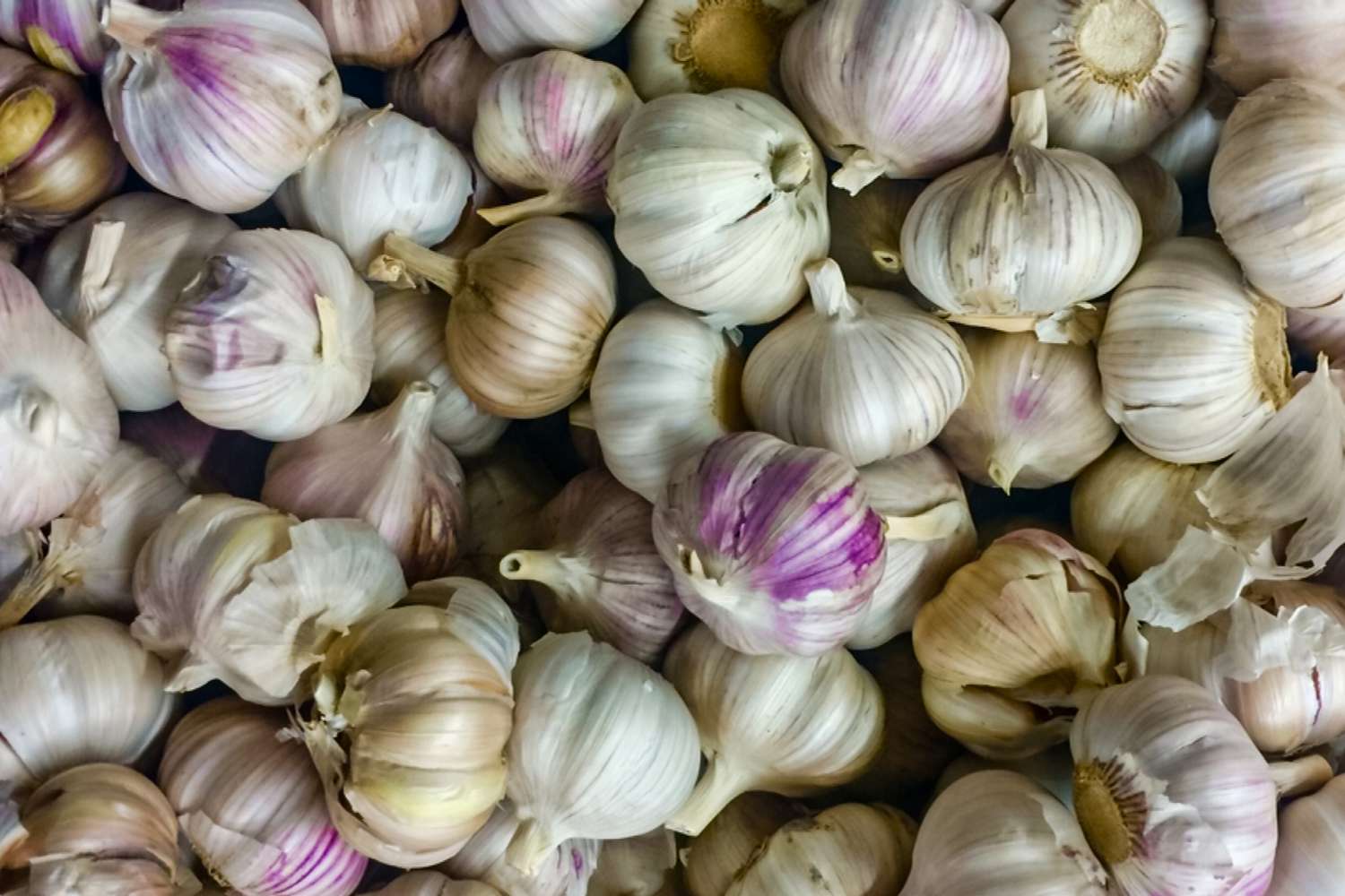 Ajo de cuello duro frente a ajo de cuello blando: Diferencias para los jardineros