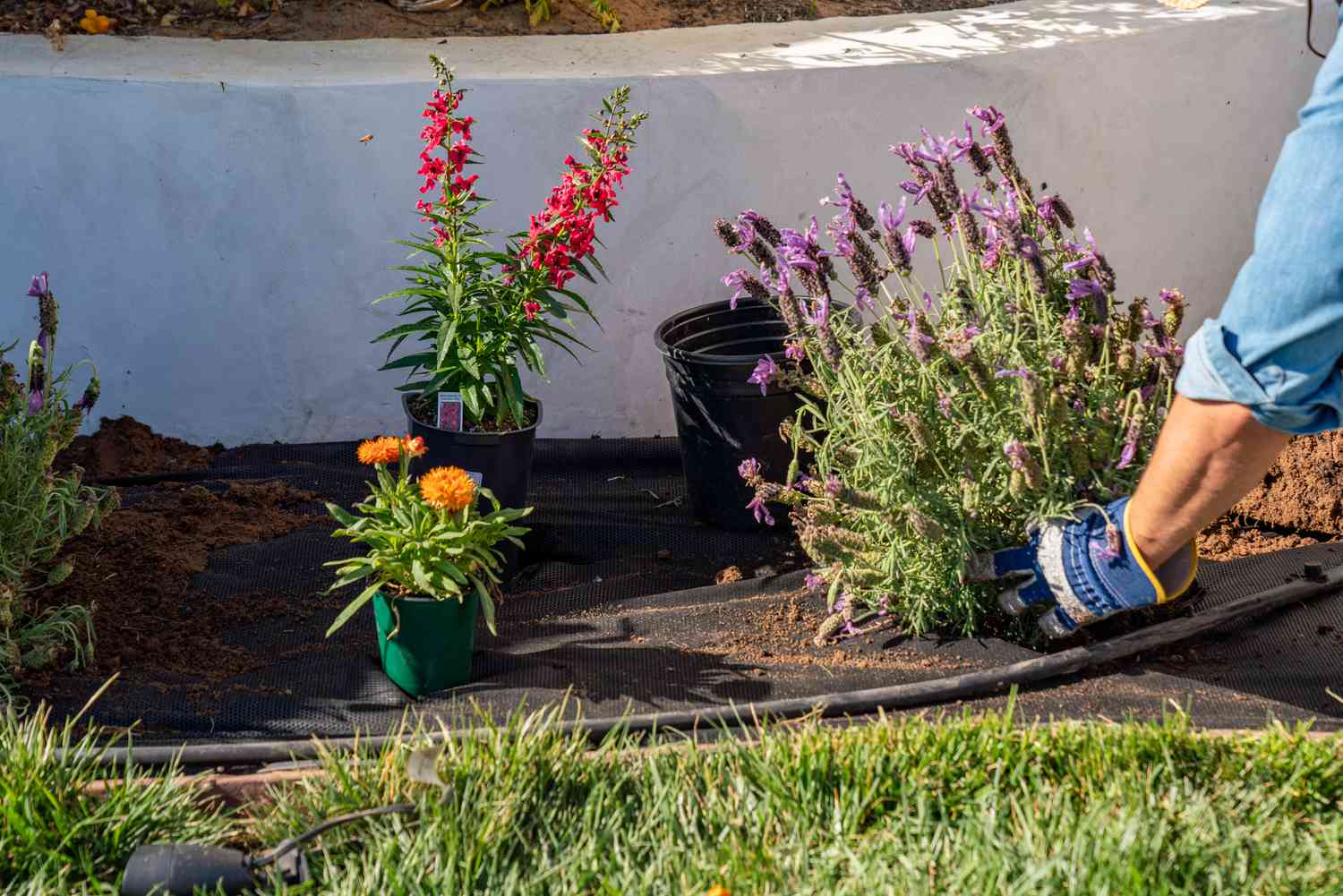 Topfpflanzen, die über Landschaftsgewebe in das Gartenbeet gesetzt werden