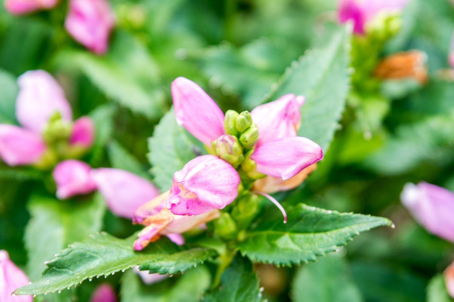 primer plano de flor de quelón rosa