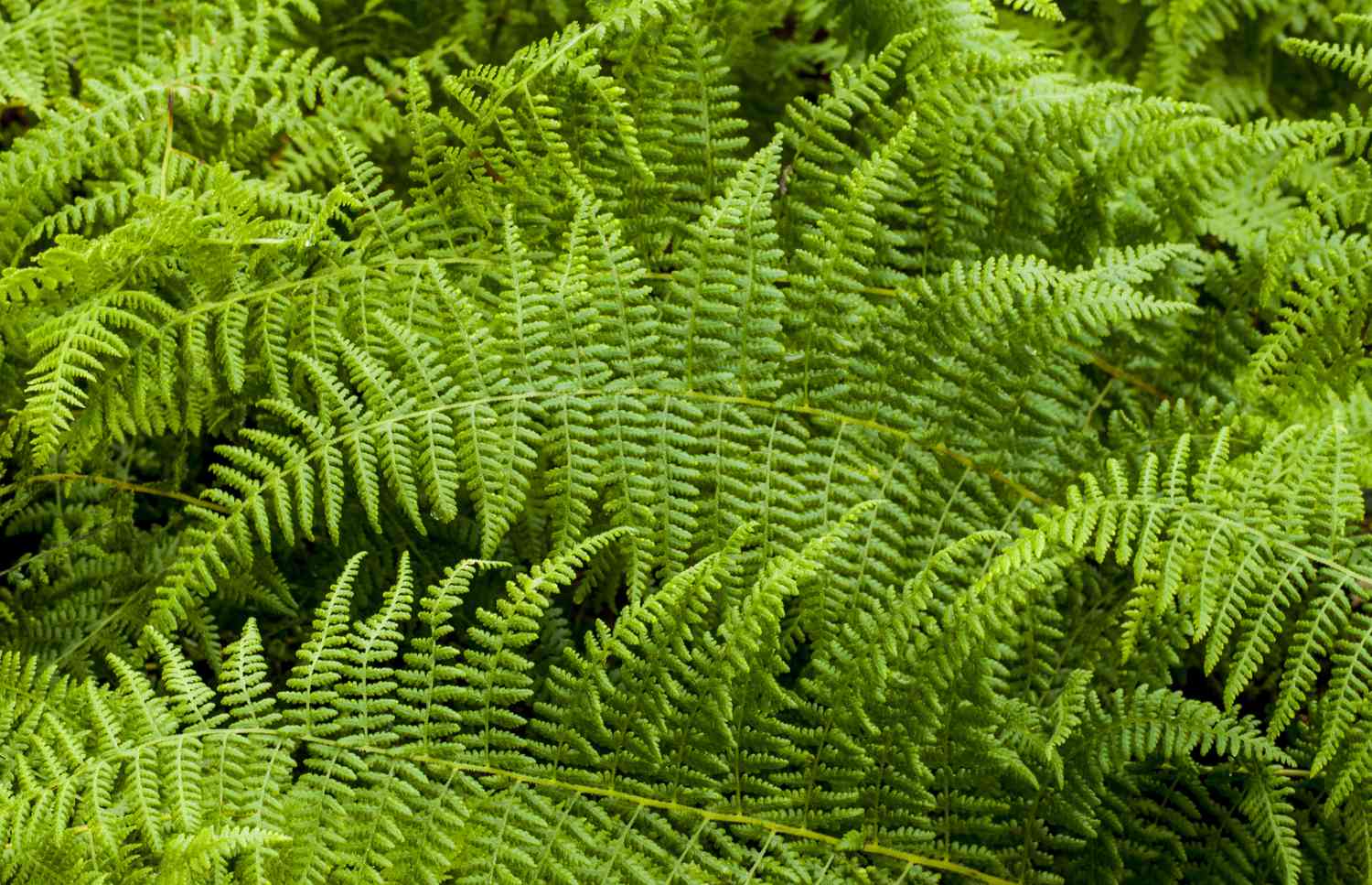 Hay-scented fern close up