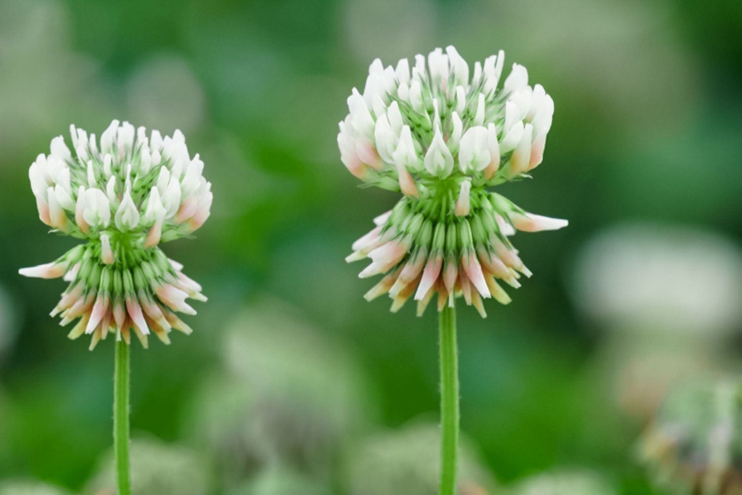 White clover flowers with small white petals clustered upward and buds underneath closeup